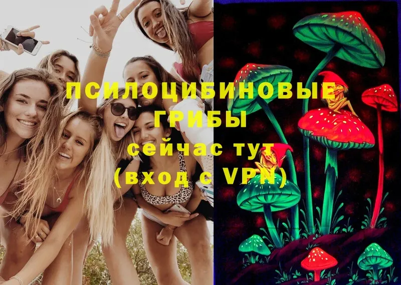 Галлюциногенные грибы Psilocybe  Руза 